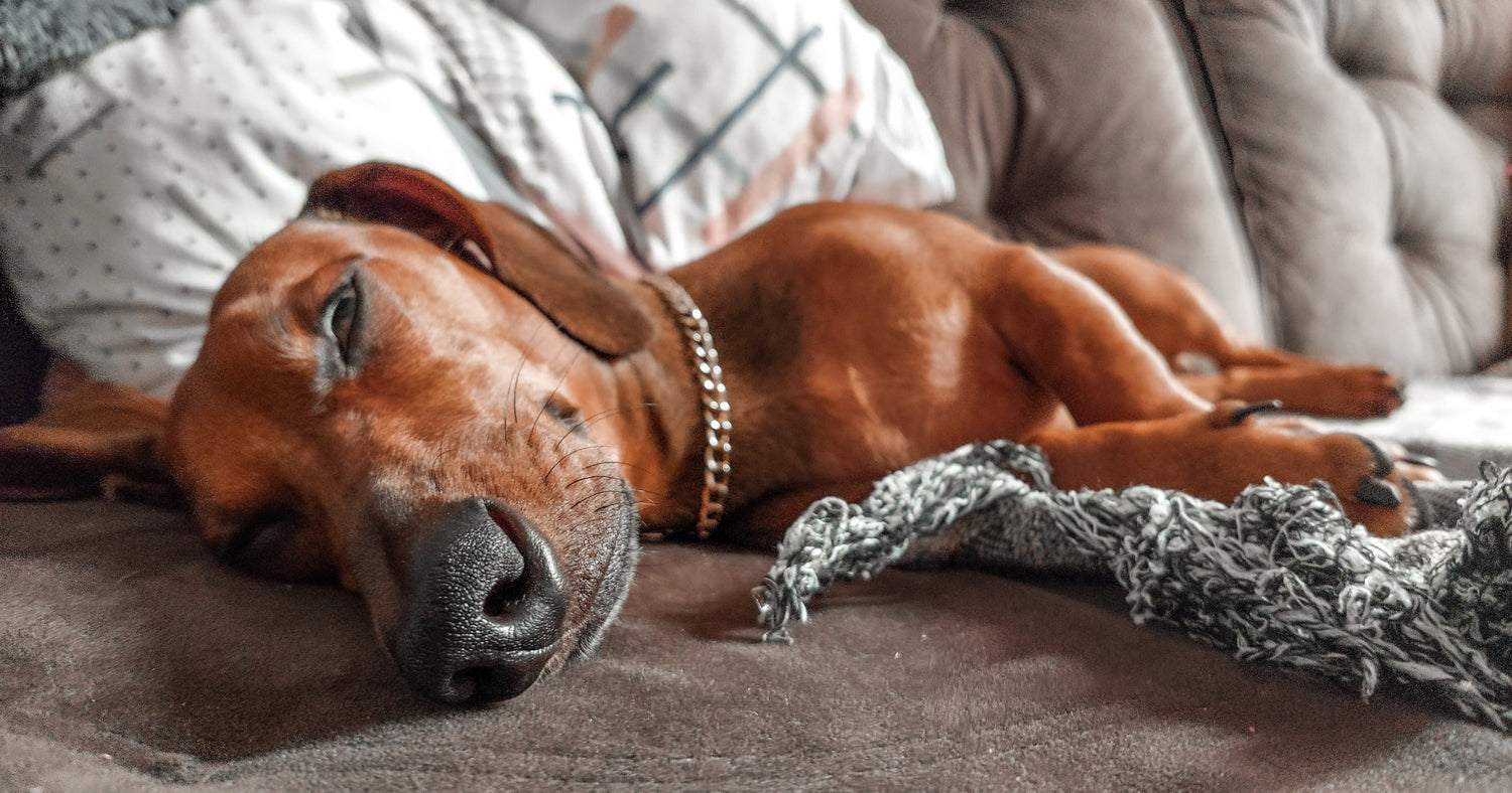 A Dog’s Best Friend: The Unbreakable Bond of the Dachshund