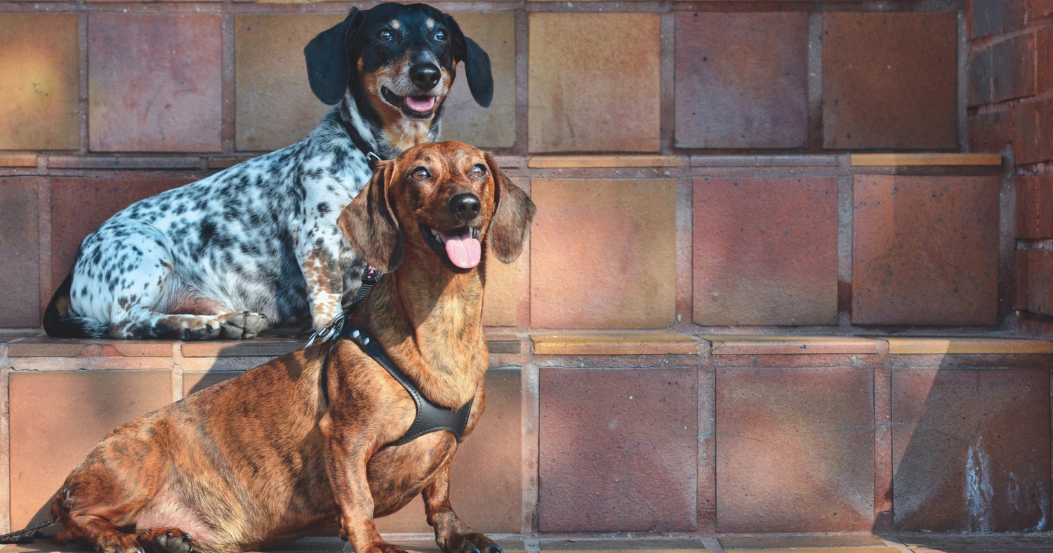 Caring for Your Dachshund: Everyday Essentials for a Happy, Healthy Hound