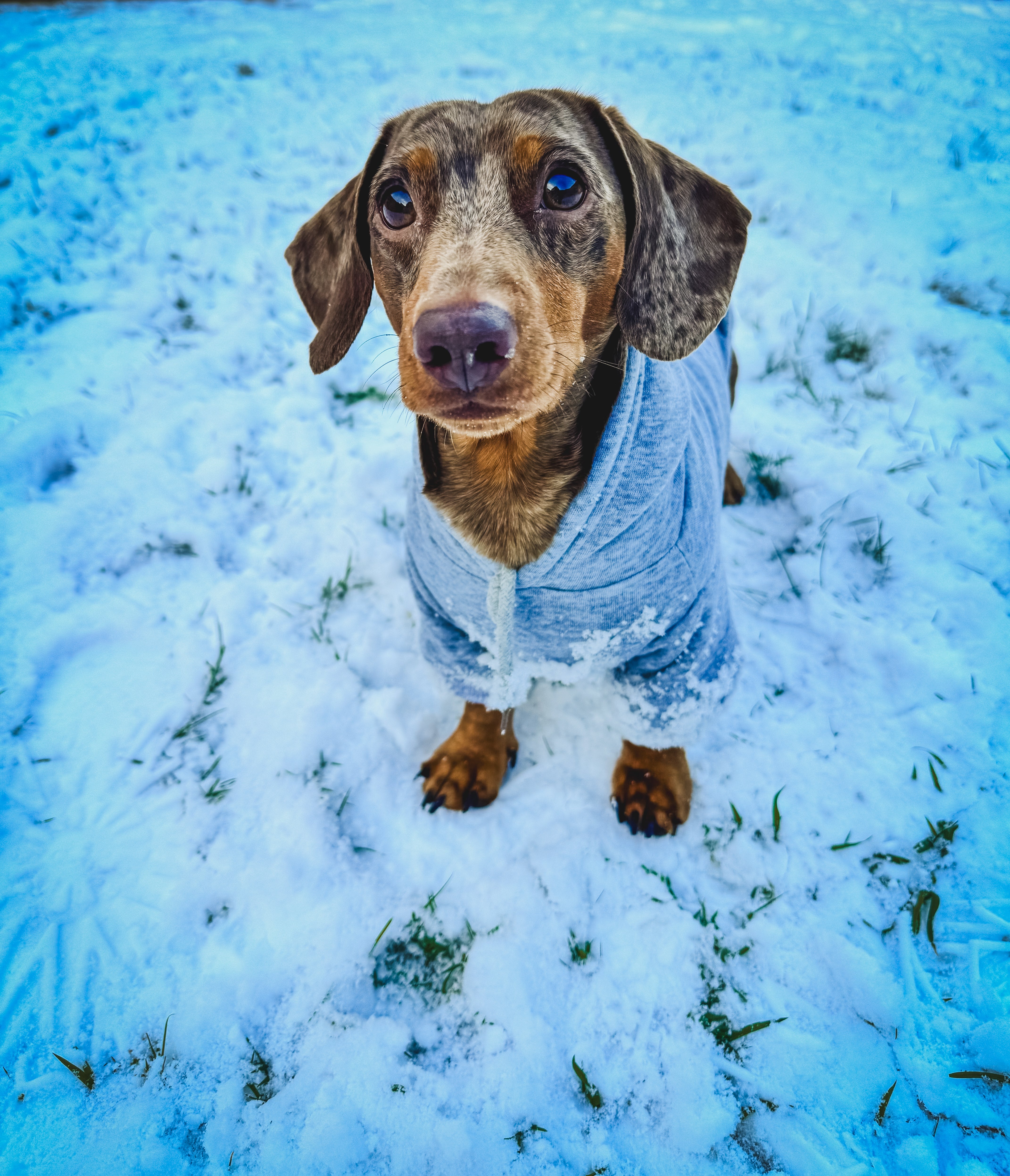 Cotton Doxie Hoodie