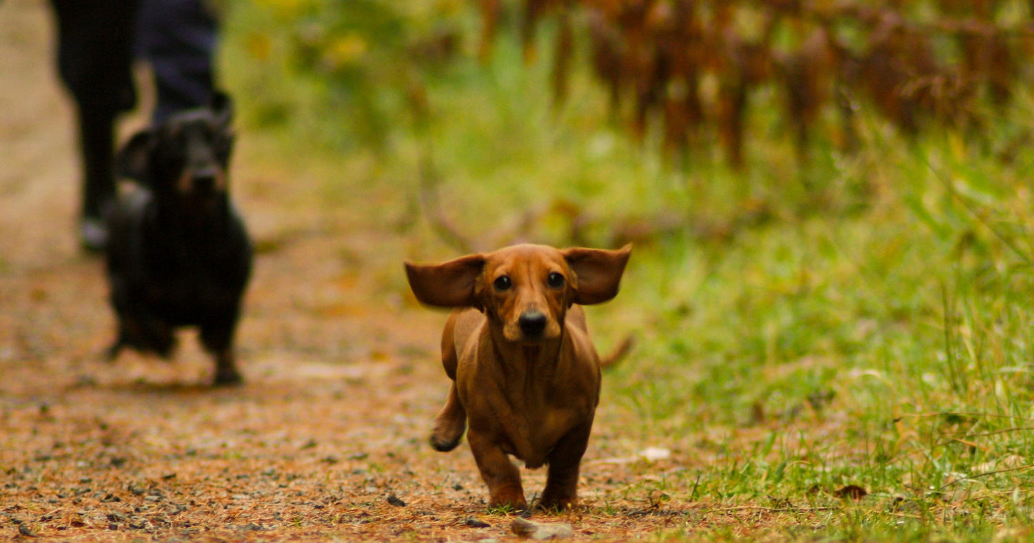10 Fascinating Facts About Dachshunds — And Why They’re So Good For Us