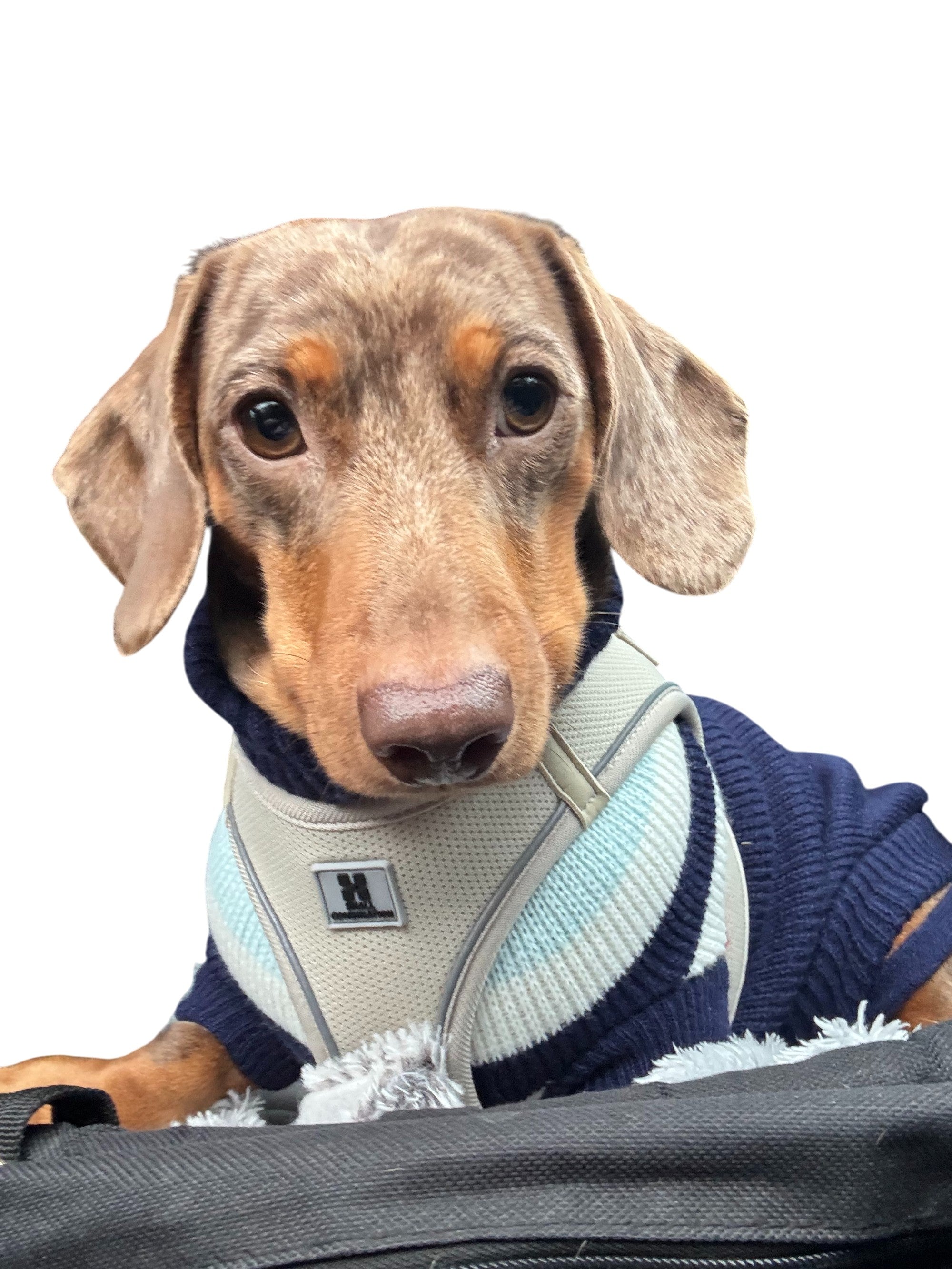 Adjustable Reflective Dog Harness & Leash Set