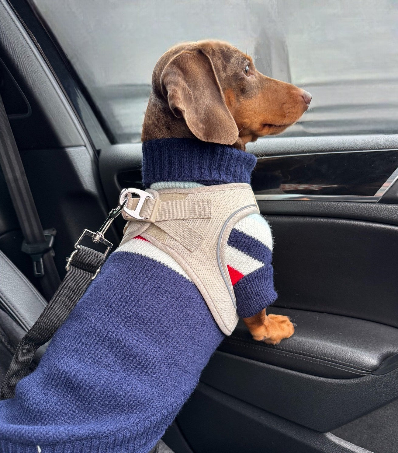 Adjustable Reflective Dog Harness & Leash Set