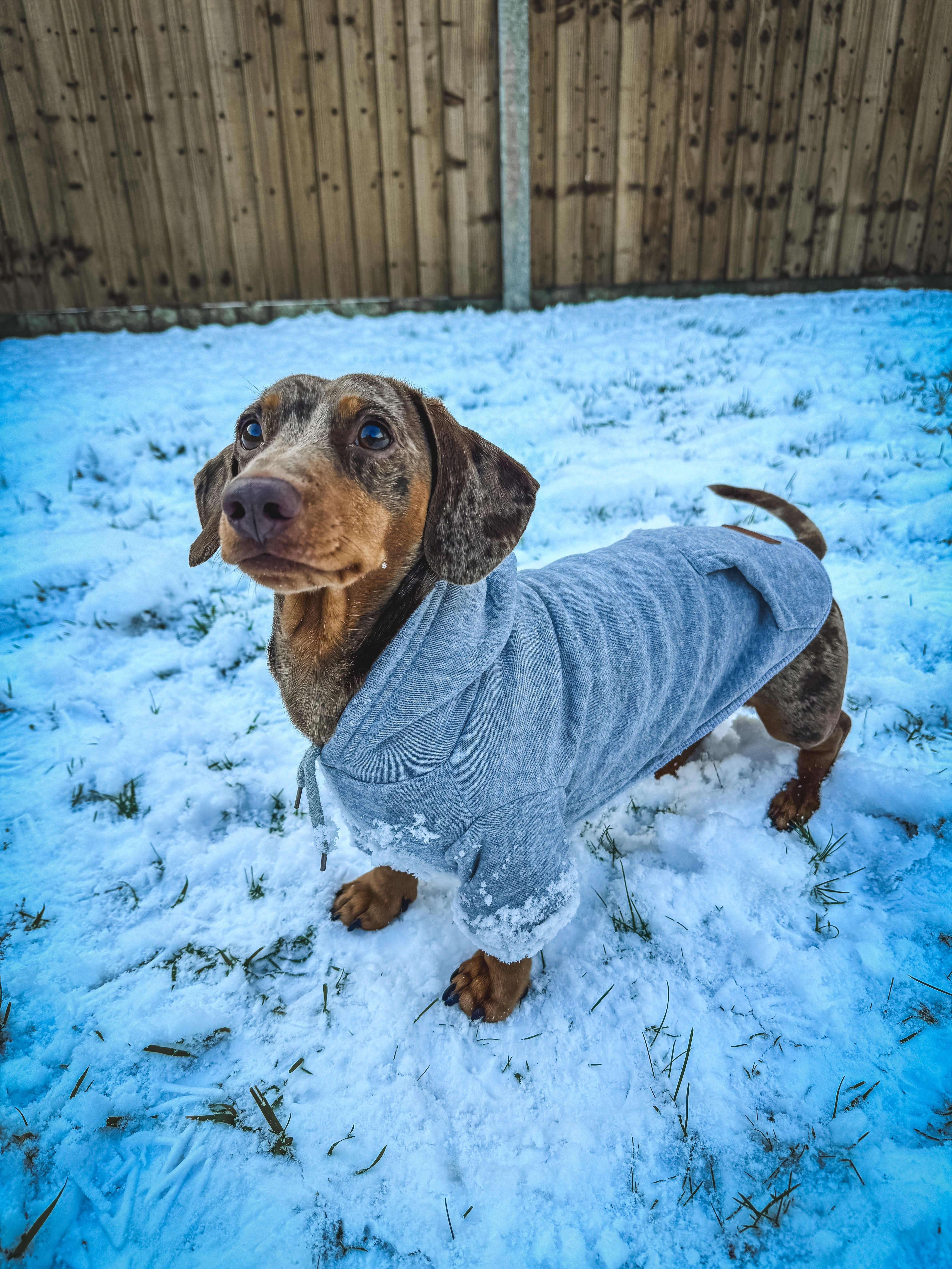 Cotton Doxie Hoodie