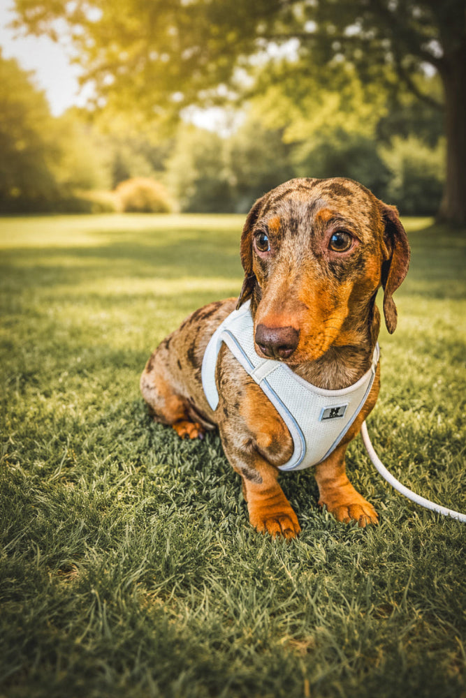 Adjustable Reflective Dog Harness & Leash Set